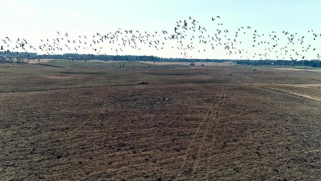 Aerial shot of flock of Geese flying away after feeding activity on an agricultural field at daytime. Flying away.