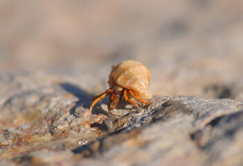 Cancer hermit sitting in a shell