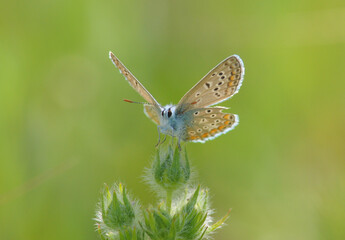 Small blue butterfly sitting on a plant on green background