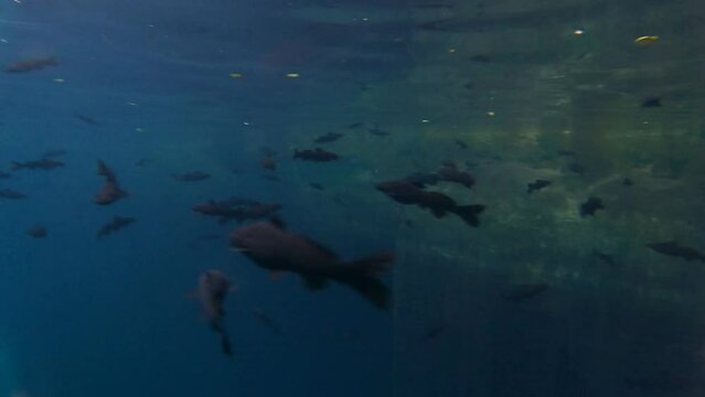 Baby Sharks Swimming Freely Under The Sea At Shark Nursery In The Gulf Of Mexico. underwater