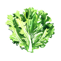 Fresh green lettuce salad leaf, leaves, healthy food, vegetarian organic concept, isolated, package design element, hand drawn watercolor illustration on white background - obrazy, fototapety, plakaty