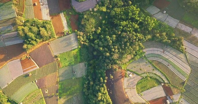 Aerial flyover beautiful vegetable plantation in different colors and pattern during sunny day - Central Java,MOunt Sumbing