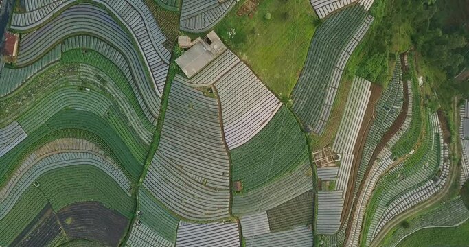 Aerial flyover beautiful vegetable plantation in different colors and pattern during sunny day - Central Java,MOunt Sumbing