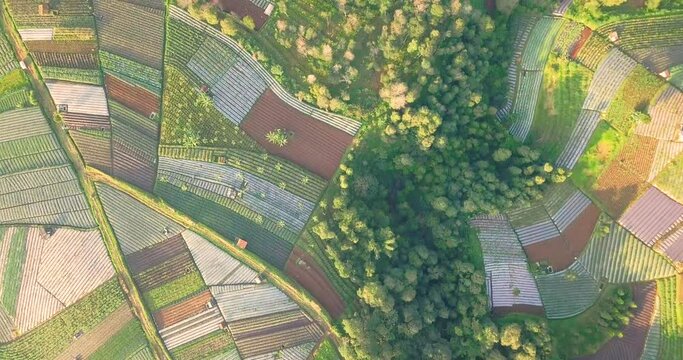 Aerial flyover beautiful vegetable plantation in different colors and pattern during sunny day - Central Java,MOunt Sumbing
