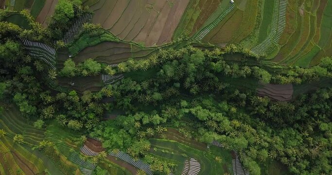 ural view of rice field, village and plantation in Magelang. aerial drone view of land in tropical country. variety of plants and vegetation. Green nature, cool and fresh air, minimal air pollution