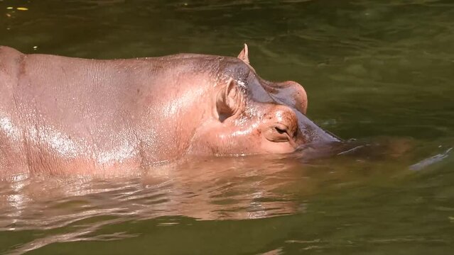 Lonely adult male hippopotamus submerged in submerged head during dry season in zoo thailand ,footage video 4k.