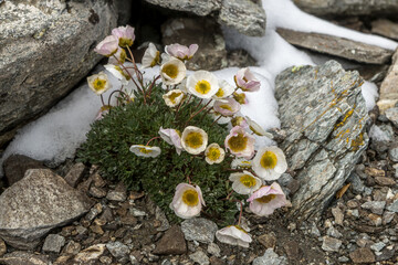 Bouquet de Renoncules des glaciers en été sous la neige , Alpes