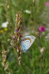 Azuré de l' ajonc en été dans les prairies 
