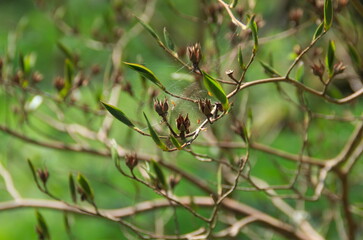 leaves on a branch
