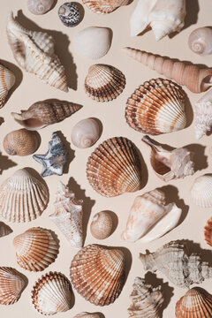 Neutral Beige Background With Seashells. Zen Natural Concept, New Naturalism