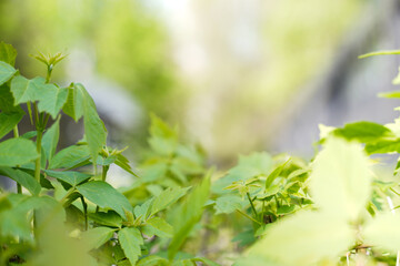 a green bush with a blurry rear view