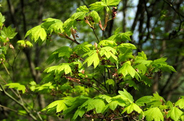 green leaves background