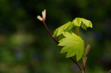 leaves on the tree