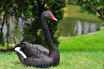 Black swan Cygnus Atratus  sitting on the green grass  near white cedar not far from the park pond . Swans close up outdoors photo.