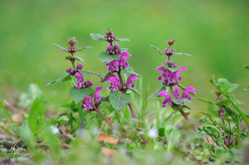  Purple flowers of dead nettle  (lamium purpureum)  blooms in the forest . Close up medical herbs photo. Place for text.  Healthcare and medicine concept.