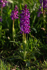 Orchis mascula - Male Orchid - Orchis mâle