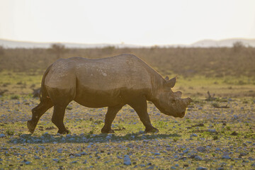 Critically endangered Black Rhino, Etosha National Park, Namibia