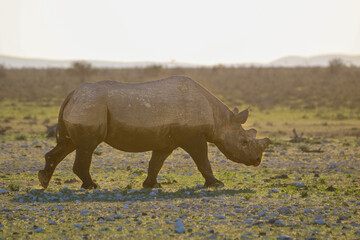 Obraz premium Critically endangered Black Rhino, Etosha National Park, Namibia