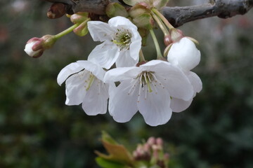White flowers tree blossom macro, selective focus. Spring blossom, tree branches in white flowers, blooming fruit plants. White Cherry blossoms.