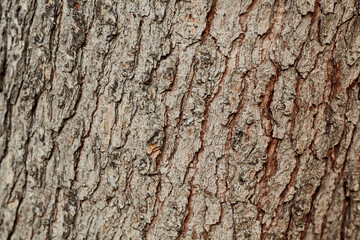 Textura de árbol antiguo