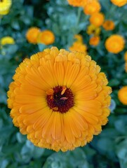 orange Sun flower in the garden