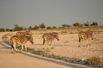 Zebra walking in the dust in Etosha National Park, Namibia