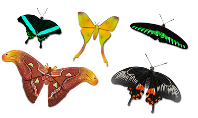 Set of five tropical butterflies on a transparent background