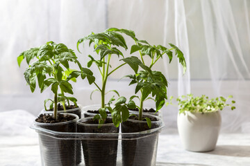 Young seedlings of tomatoes on the windowsill. Ecological home cultivation of tomato seedlings in winter and early spring. Reuse of disposable plastic tableware