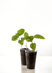 Young seedlings of basil isolated on a white background. Ecological home growing of basil seedlings in winter and early spring. Reuse of disposable plastic tableware