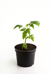 Young seedlings of tomato isolated on a white background. Ecological home growing of tomato seedlings in winter and early spring
