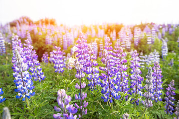 Fototapeta premium Close up of lupin flowers in bloom in sunset light. Selective focus.