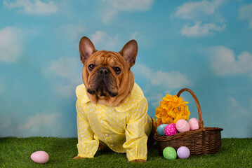 french bulldog dog dressed as an easter bunny on a bench with painted eggs and daffodils - 501357211