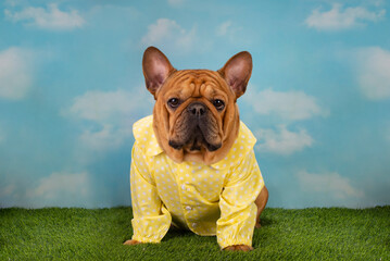 french bulldog dog dressed as an easter bunny on a bench with painted eggs and daffodils - 501357212