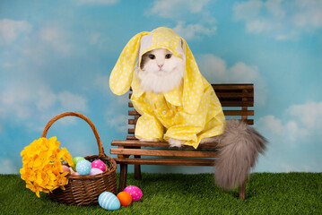 white fluffy cat dressed as an easter bunny on a bench with painted eggs and daffodils - 501357213
