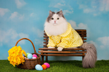 white fluffy cat dressed as an easter bunny on a bench with painted eggs and daffodils - 501357214