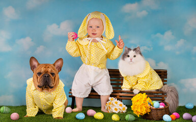 a small child, a french bulldog dog and a fluffy white cat dressed as an easter bunny are sitting on a bench with painted eggs and daffodils - 501357216