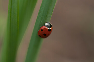 ladybug on a leaf