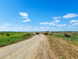 Obraz premium Cows walk across the field across the road against the blue sky