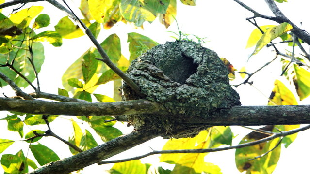 Pale-legged hornero (Furnarius leucopus) nest in a tree in Canoa, Ecuador