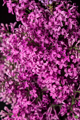 Lilac on a black background. Spring purple flowers. Lilac flowers close up