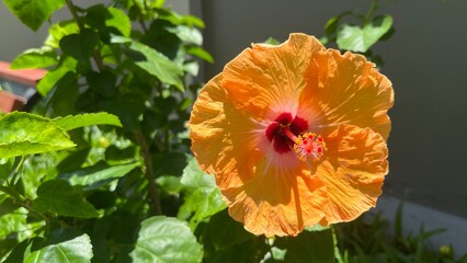 Close up of beautiful flower isolation background, Nice flower with the natural background look so beautiful flower. Cambodia