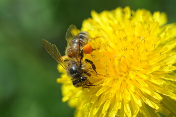 bee on yellow flower