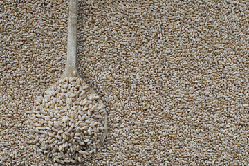 Wooden spoon filled with hard white wheat berries. Image shot from top view. Flatlay. 