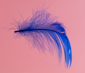 Blue feather isolated on a pink background.