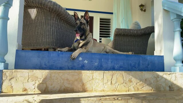 Shepherd dog lying on the porch. Guard dog. Slow motion. 4K