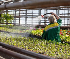 A woman waters plants in a greenhouse with a hose.