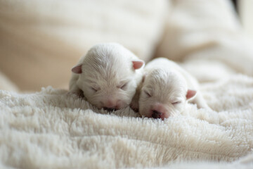 Newborn puppies West Highland White Terrier on a white blanket.