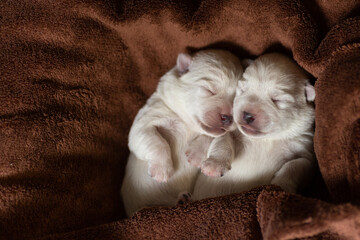 Newborn puppies West Highland White Terrier on a brown blanket.