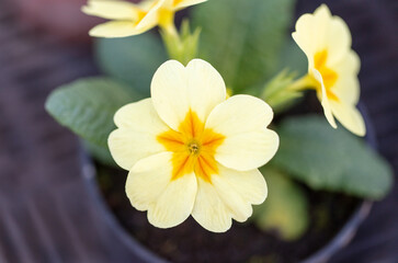 Fototapeta na wymiar Yellow flower in a pot.