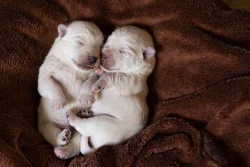 Newborn puppies West Highland White Terrier on a brown blanket.